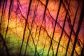 Detail of colorful multicolored labradorite