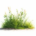 Semi-realistic Grass Vector Illustration On White Background Royalty Free Stock Photo