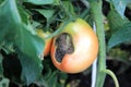 Semi-red tomatoes decay in the garden