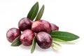 Semi-ripe olive berries on olive twig on white background