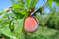 Semi-ripe red peach on the tree in an orchard