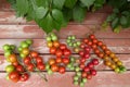 Semi - ripe round red tomatoes in a various forms bunch