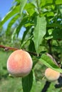 Semi-ripe yellow peaches on the tree in an orchard Royalty Free Stock Photo