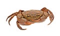Semi-terrestrial freshwater crab Royalty Free Stock Photo