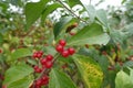 Semi-translucent red berries of Lonicera maackii