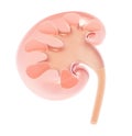 Semi-transparent 3D illustration of the medical anatomy of the cut kidney.