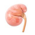 Semi-transparent 3D illustration of the medical anatomy of the kidney.