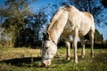 Semi white colored mare horse grazing in the field.