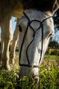 Semi white colored mare horse grazing in the field.