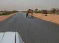 Semi-wild camel running across an asphalted road