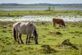 Semi-wild horse Polski konik and Hereford cow calf grazing in the lakeside meadows Royalty Free Stock Photo