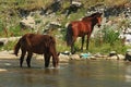 Semi-Wild Horses at the Lotru River - Romania