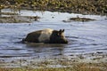 Semi-wild pig crowling inside the mud Royalty Free Stock Photo