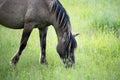 Semi-wild Polish Konik horse eating grass on a meadow near the forest Royalty Free Stock Photo