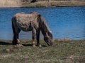 Semi-wild Polish Konik horse with winter fur eating grass with blue river in background in a floodland meadow. Wildlife scenery. Royalty Free Stock Photo