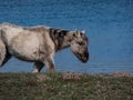 Semi-wild Polish Konik horse with winter fur eating grass with blue river in background in a floodland meadow. Wildlife scenery. Royalty Free Stock Photo