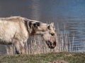 Semi-wild Polish Konik horse with winter fur eating grass with blue river in background in a floodland meadow. Wildlife scenery. Royalty Free Stock Photo