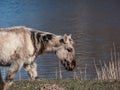 Semi-wild Polish Konik horse with winter fur eating grass with blue river in background in a floodland meadow Royalty Free Stock Photo
