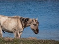 Semi-wild Polish Konik horse with winter fur eating grass with blue river in background in a floodland meadow. Wildlife scenery. Royalty Free Stock Photo