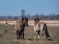 Semi-wild Polish Konik horses with winter fur with blue river in background in a floodland meadow. Wildlife scenery. Wild horse Royalty Free Stock Photo