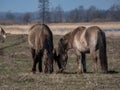 Semi-wild Polish Konik horses with winter fur with blue river in background in a floodland meadow. Wildlife scenery. Wild horse Royalty Free Stock Photo