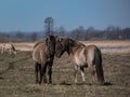 Semi-wild Polish Konik horses with winter fur with blue river in background in a floodland meadow. Wildlife scenery. Wild horse Royalty Free Stock Photo