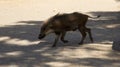 Semi-wild thin boar from desert Royalty Free Stock Photo