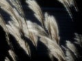 Semiabstract artistic picture of ornamental grass backlit with motion blur against a dark background