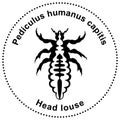 Semiabstract figure of a head louse Pediculus humanus capitis