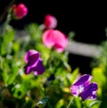 A semiabstract picture of sweet pea flowers showing vivid colours against the black background