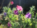 A semiabstract picture of sweet pea flowers showing vivid colours against the black background