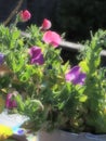 A semiabstract picture of sweet pea flowers showing vivid colours against the black background