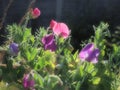 A semiabstract picture of sweet pea flowers showing vivid colours against the black background