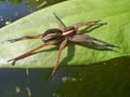 The semiaquatic raft spider hunter Dolomedes fimbriatus Royalty Free Stock Photo