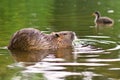 Semiaquatic rodent called `Myocastor Coypus`, commonly known as `Nutria`, swimming in river with blurry duck in background