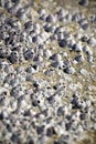 Semibalanus Balanoides Royalty Free Stock Photo