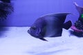 Semicircle angelfish on the bottom Royalty Free Stock Photo