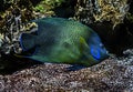 Semicircle angelfish 3 Royalty Free Stock Photo