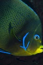 Semicircle Angelfish Pomacanthus semicirculatus Royalty Free Stock Photo