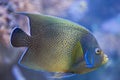 Semicircle angelfish Pomacanthus semicirculatus Royalty Free Stock Photo