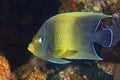 Semicircle Angelfish, Pomacanthus semicirculatus Royalty Free Stock Photo