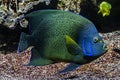 Semicircle angelfish 4 Royalty Free Stock Photo