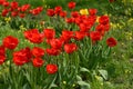 Semicircle of red tulips on a background of green grass and small yellow flowers. Tulips in the spring garden. Royalty Free Stock Photo