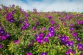 Semidecandra tibouchina Royalty Free Stock Photo