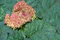 Semidesert Plant in Bloom