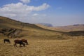 Semien - a mountain range in northern Ethiopia near Gondar - grazing cows -Africa