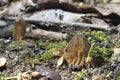 The Semifree Morel Morchella semilibera is an edible mushroom