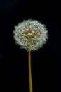 Dandelion Seeds (Taraxacum officinale) Floating Against a Black Background Royalty Free Stock Photo