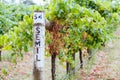 Semillon Grapevine in Yarra Valley Australia