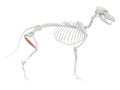 Semimembranosus